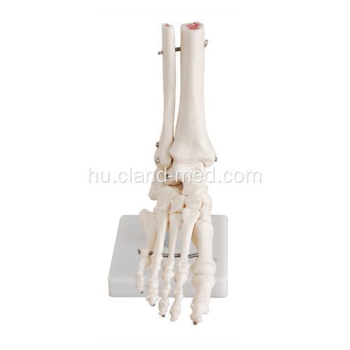 Életméretű lábcsuklós csontváz modell